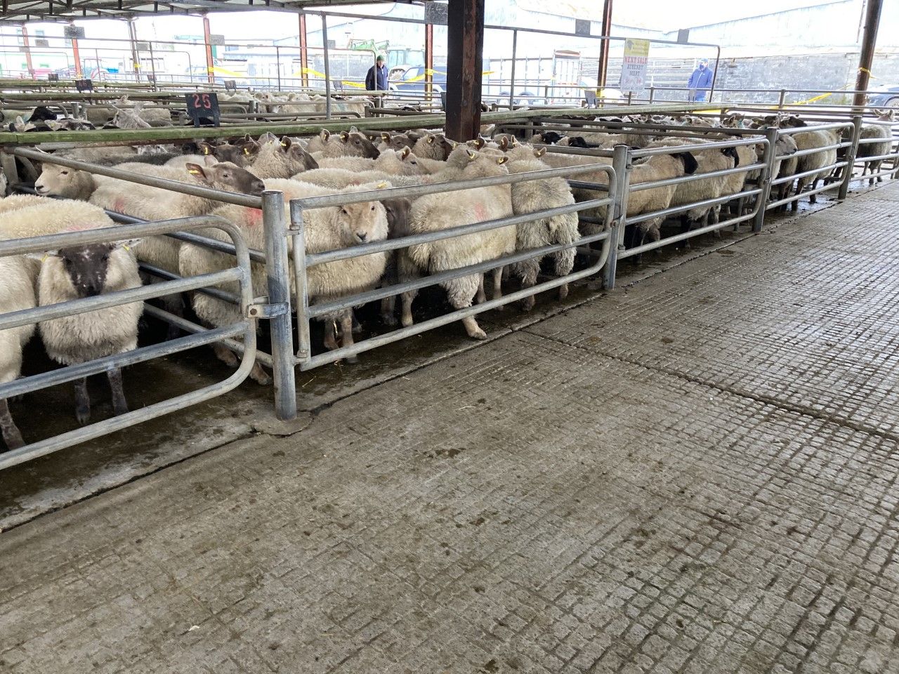 Sheep prices: Fierce competition for numbers sees prices push on once more