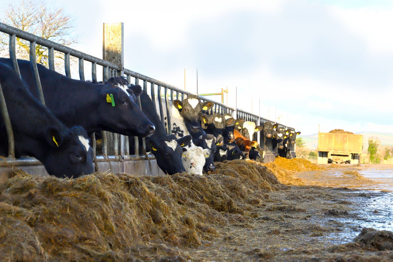 Time to start selecting bulls for your autumn calving herd