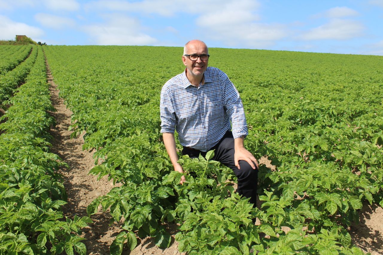 Europe’s potato industry falls victim to extreme weather