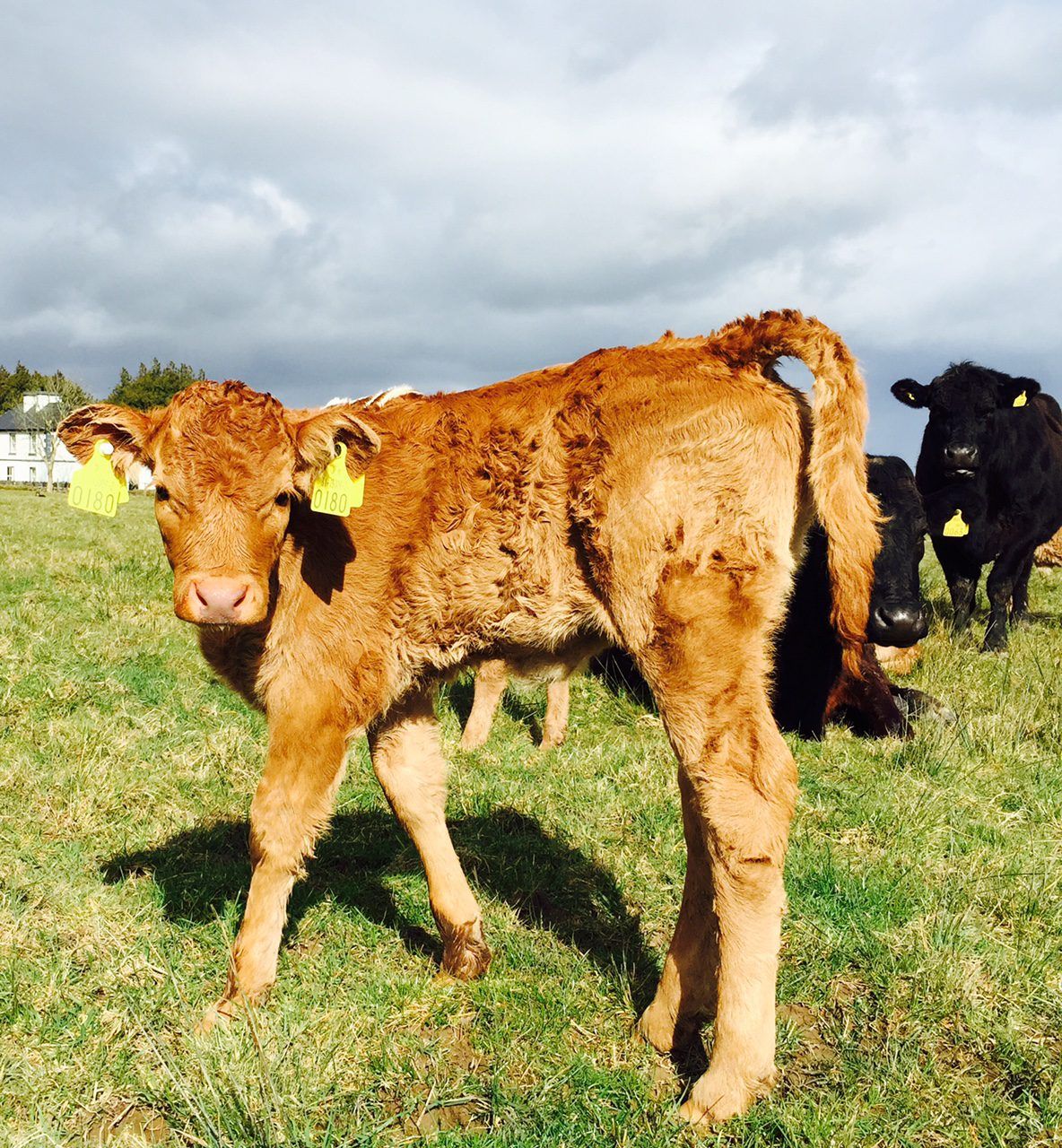 Farmers who retain BVD-infected calves 'pose a risk to the entire industry'