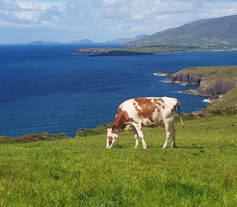 Opinion: Irish agriculture should take a lesson out of Schwarzenegger’s book