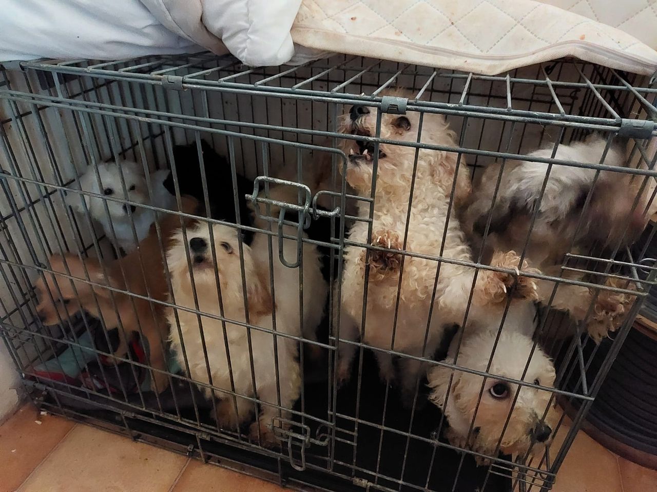 Cork woman banned from owning animals for life - ISPCA
