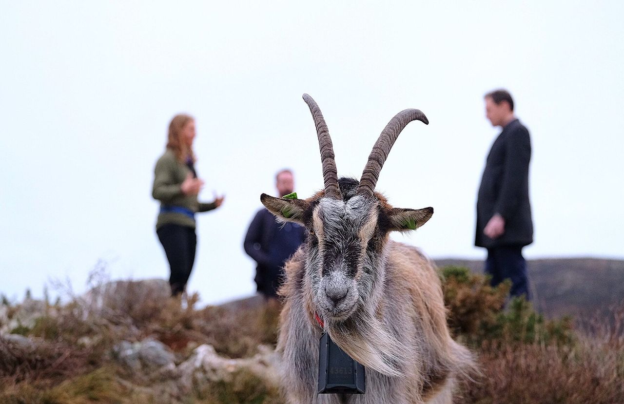 Old Irish goat recognised as native rare breed to Ireland
