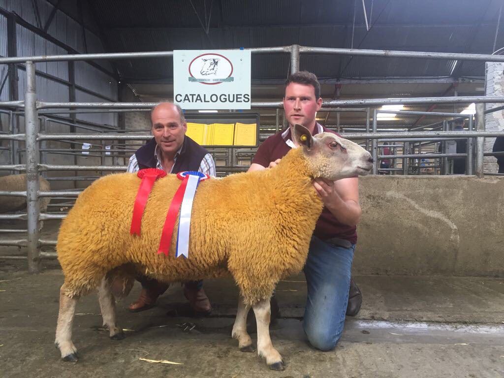 Prize-winning ram lamb hot on heels of Late Late Show star