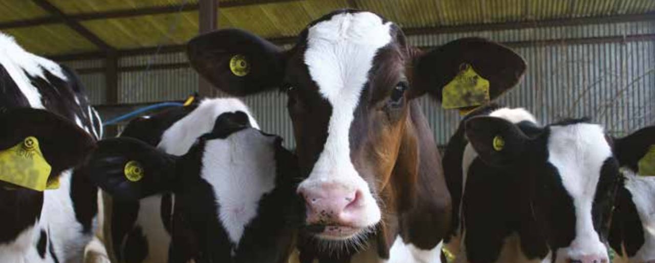 Milk replacer facility investment worth €3.3 million announced