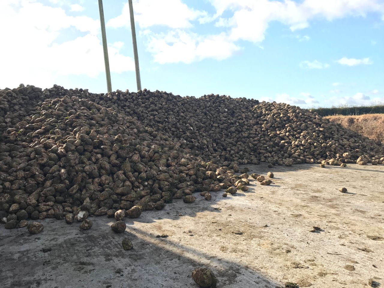 Fodder beet trade: Strong yields yet to reap rewards in growers' pockets