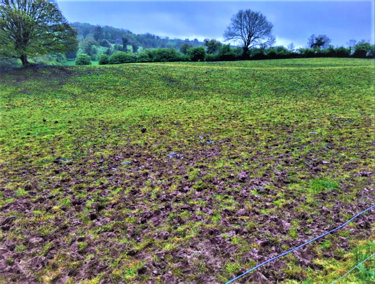 Crop monitoring report: Wet weather hampering Irish crops