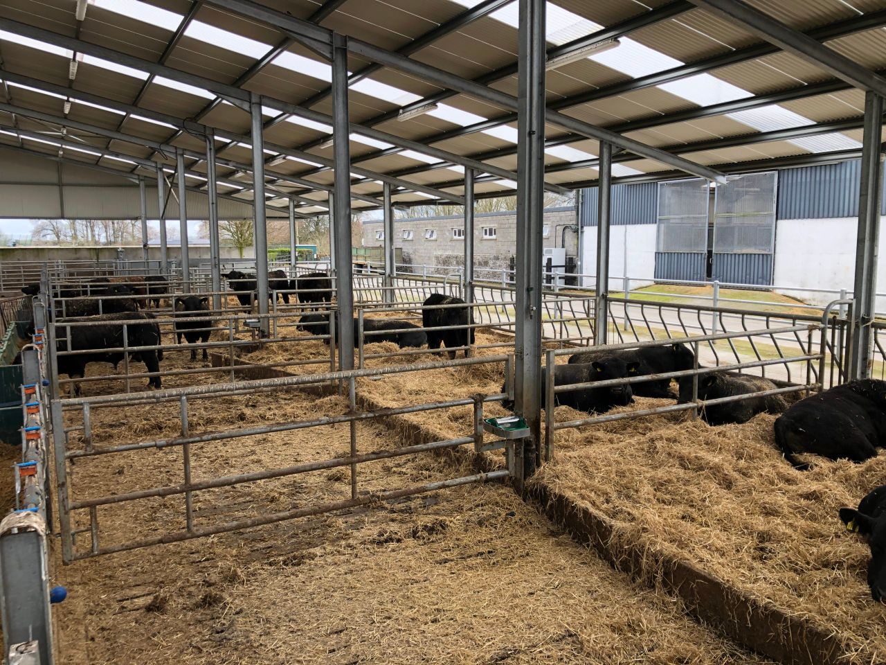 Beef Focus: Breeding fast horses and pedigree Angus cattle at Gigginstown