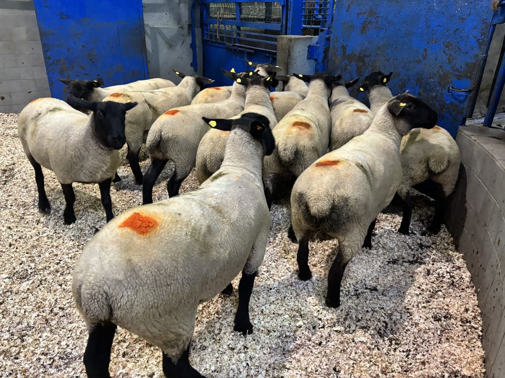 These 12 hoggets weighed 78kg and made €300