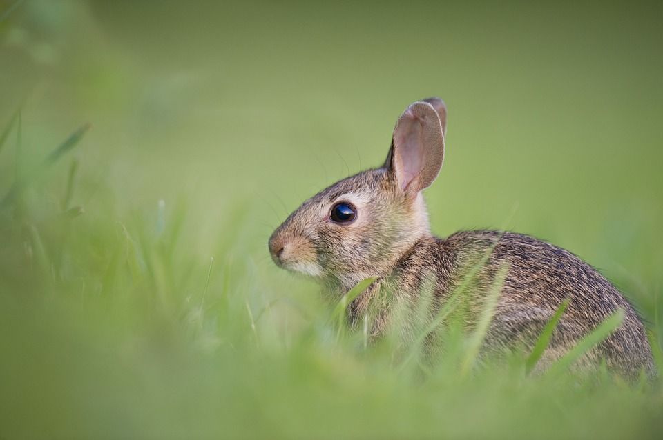 Reports of suspected RHD2 cases 'declined noticeably' this year