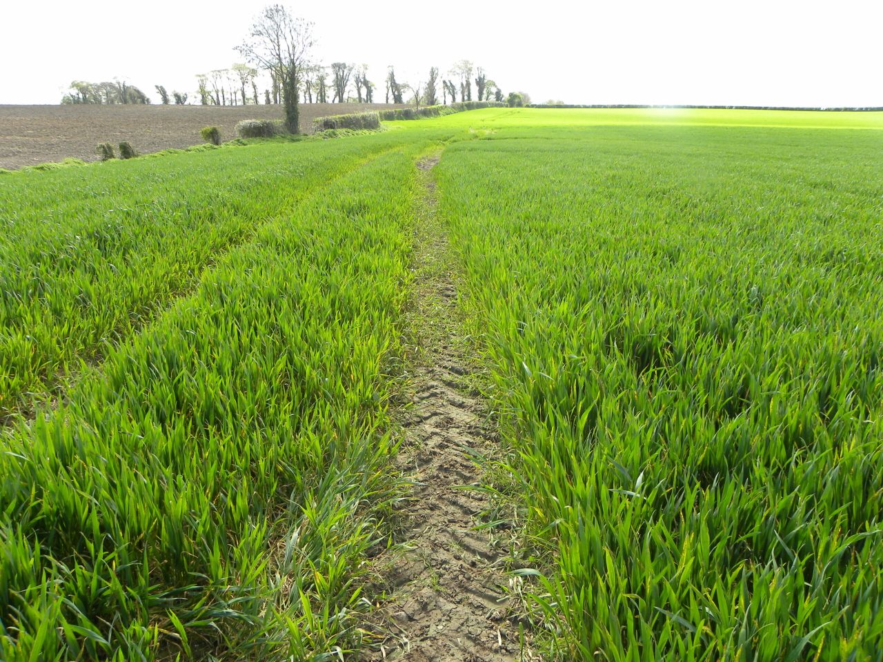 Here is the easiest way to control Black Grass in a direct drilling system