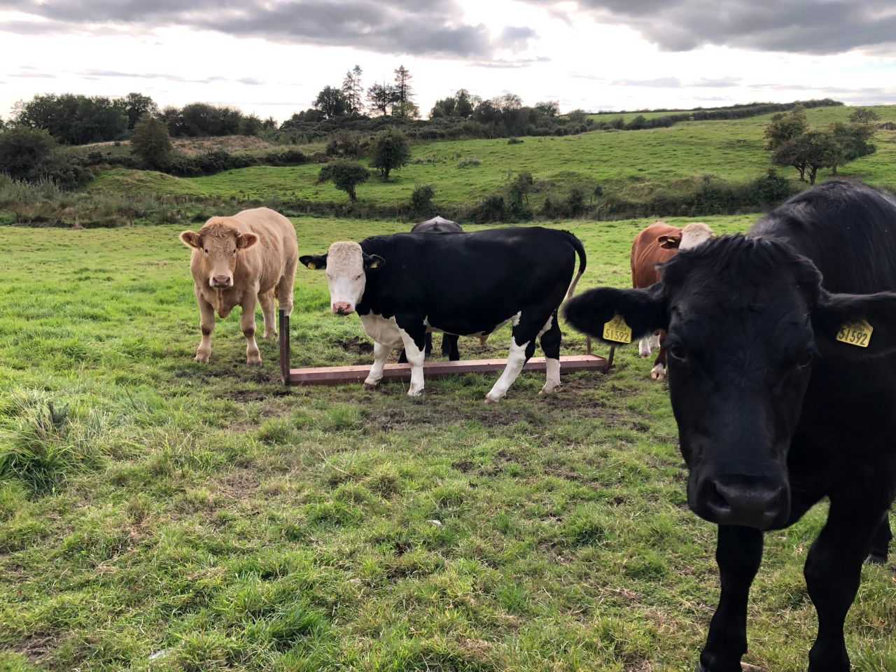 Factory quotes: Higher prime-cattle prices fall this week