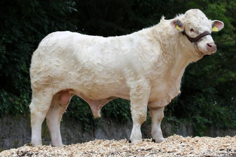 Winter 2019: What Beef Gene Ireland bulls are available?