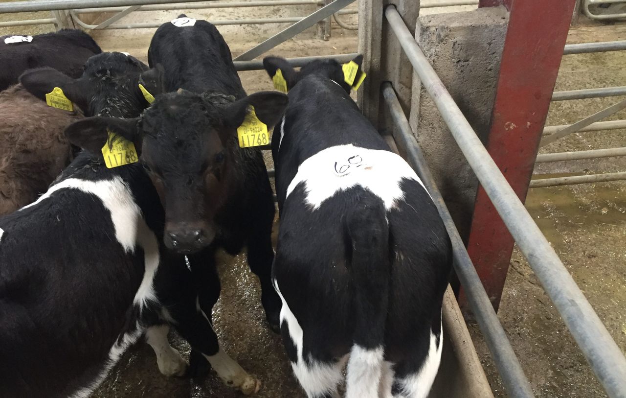 Friesian bull calves for export selling up to €60/head in Cork marts