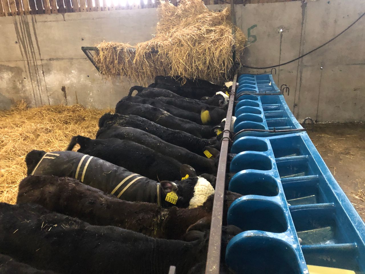 ABP Demo Farm: Tips for rearing beef calves this spring