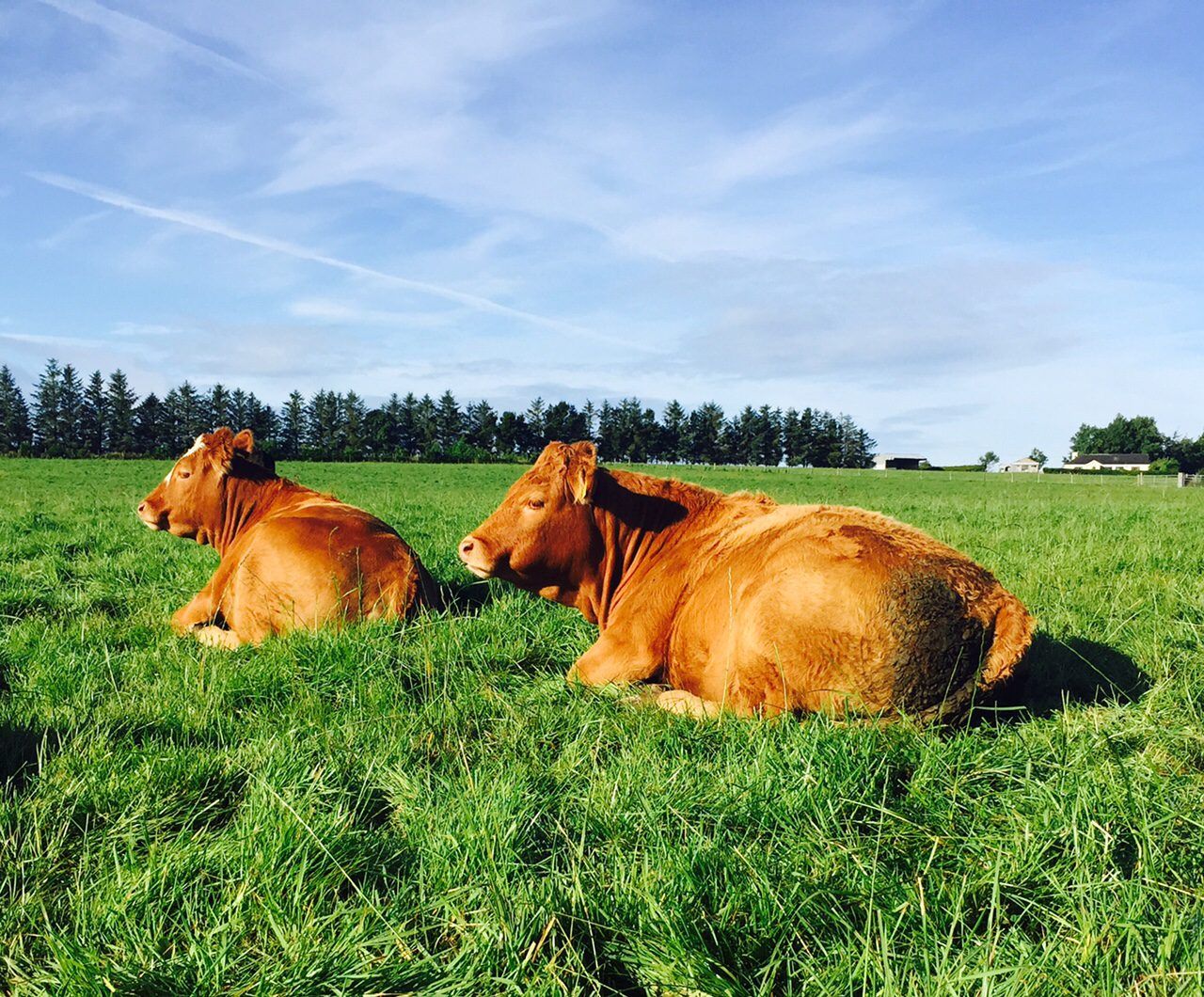 New Quality Assurance Scheme to be signed off within days