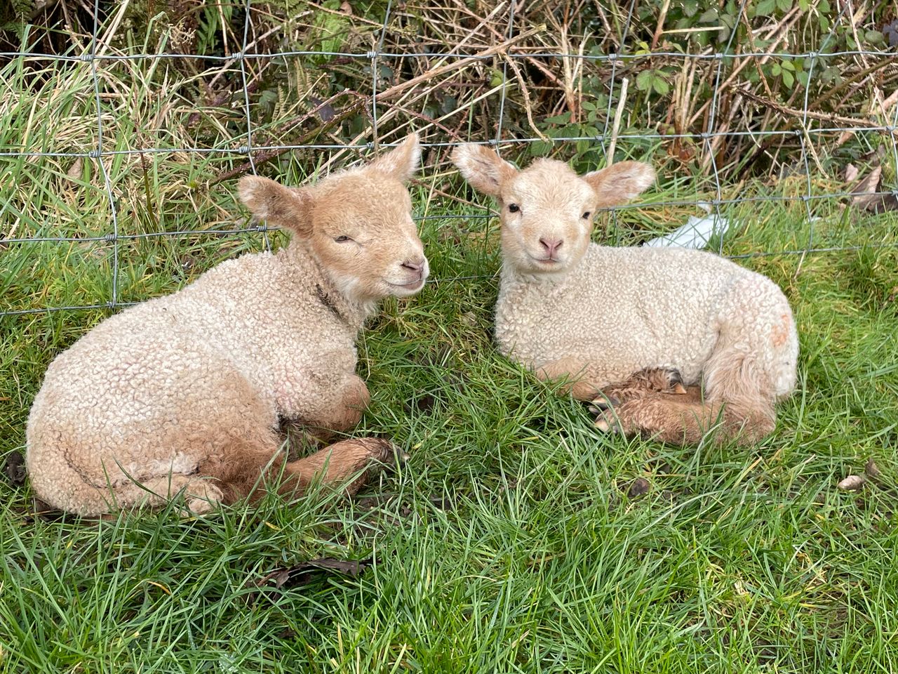 Met Éireann: Showery conditions for Easter weekend
