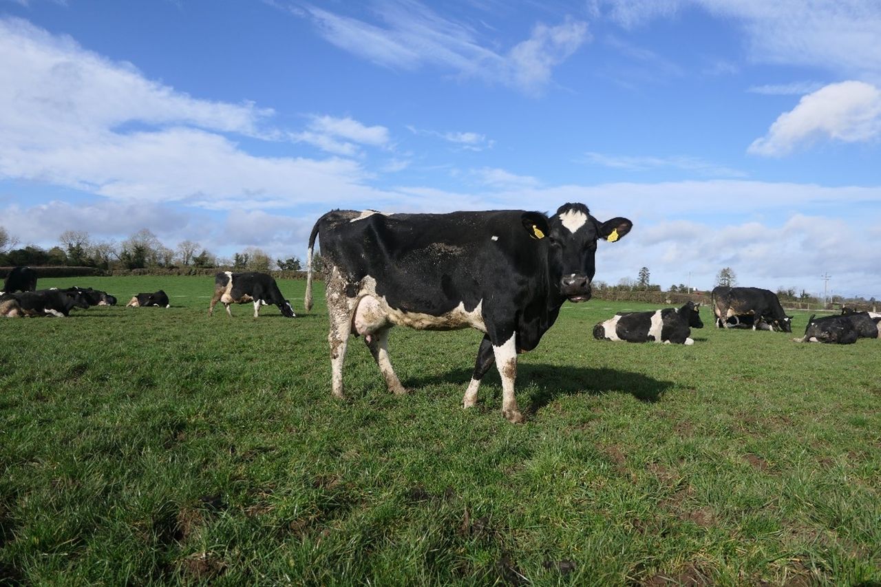 IHFA Farmer Focus Series: Family farms at the heart of Irish dairy