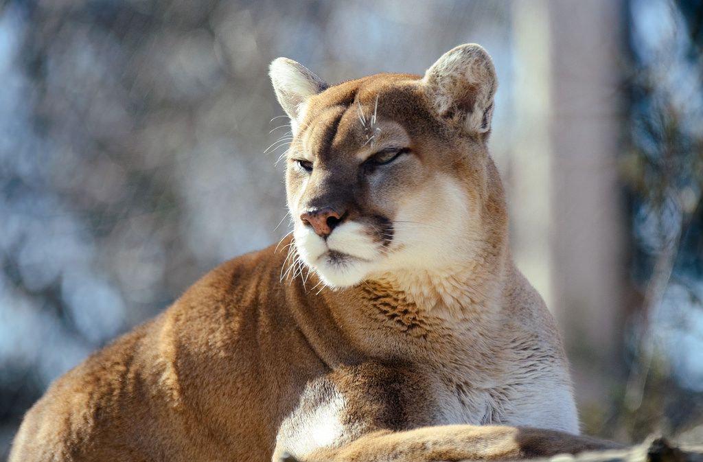 Cougar thought to be roaming free in Co. Cork