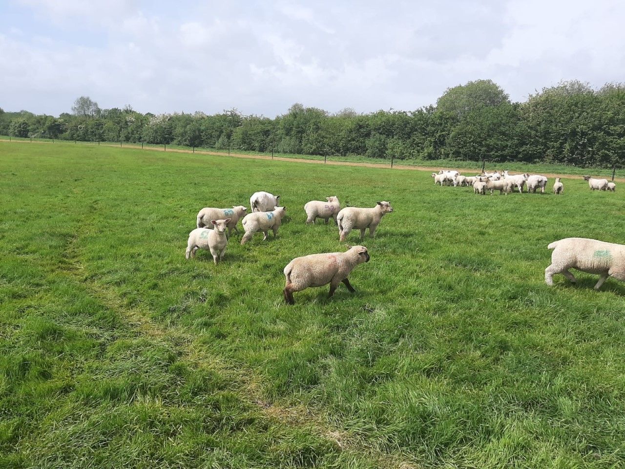 Recent rainfall welcomed as grass growth starts to drive on again