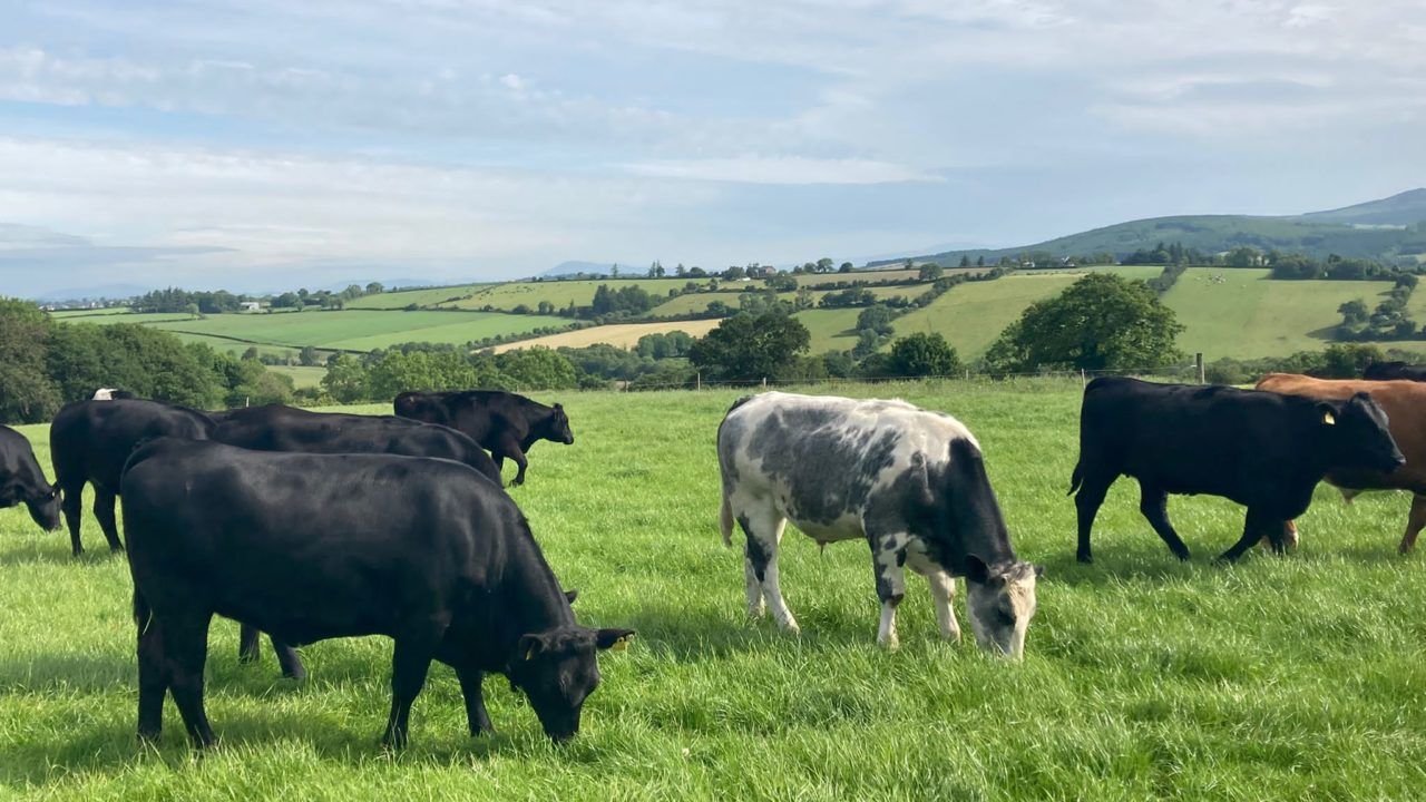 Factory quotes: '€8/kg all-in back on the table for beef'