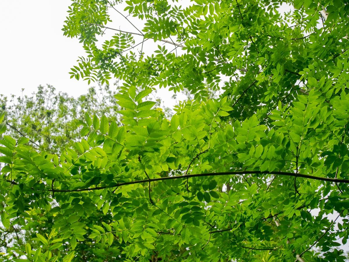 Over €3m paid out to date under ash dieback reconstitution scheme