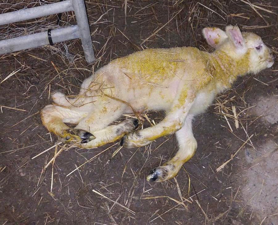 Two cases of Schmallenberg virus detected in sheep in Wexford