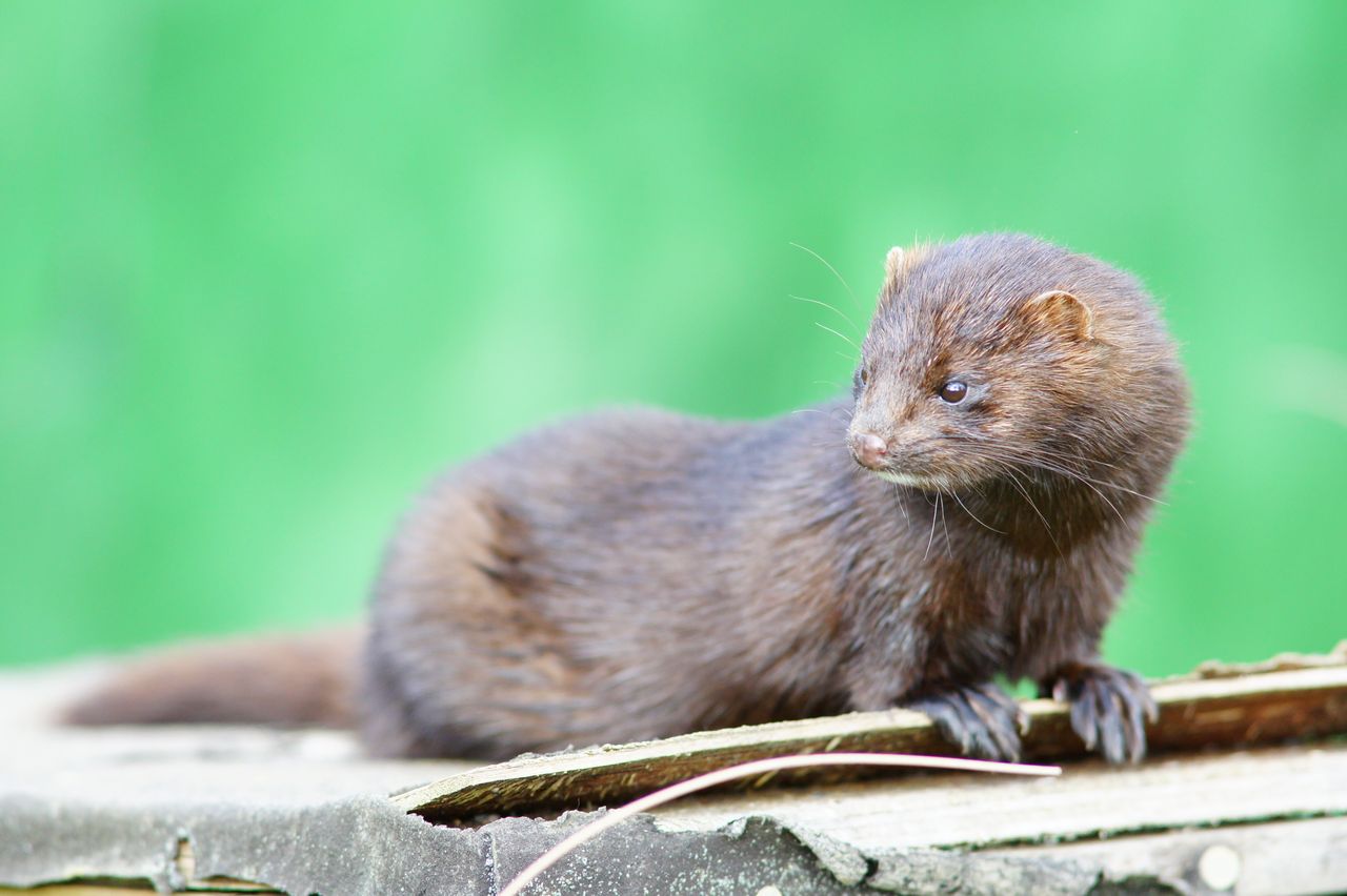 DAFM still finalising order for fur farming ban