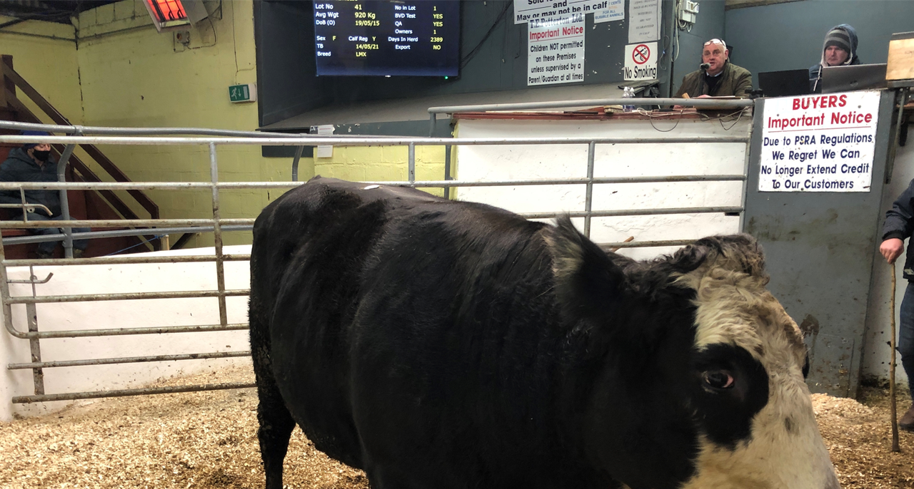 Mart report: Cull cows cross €2,000 mark at Delvin Mart