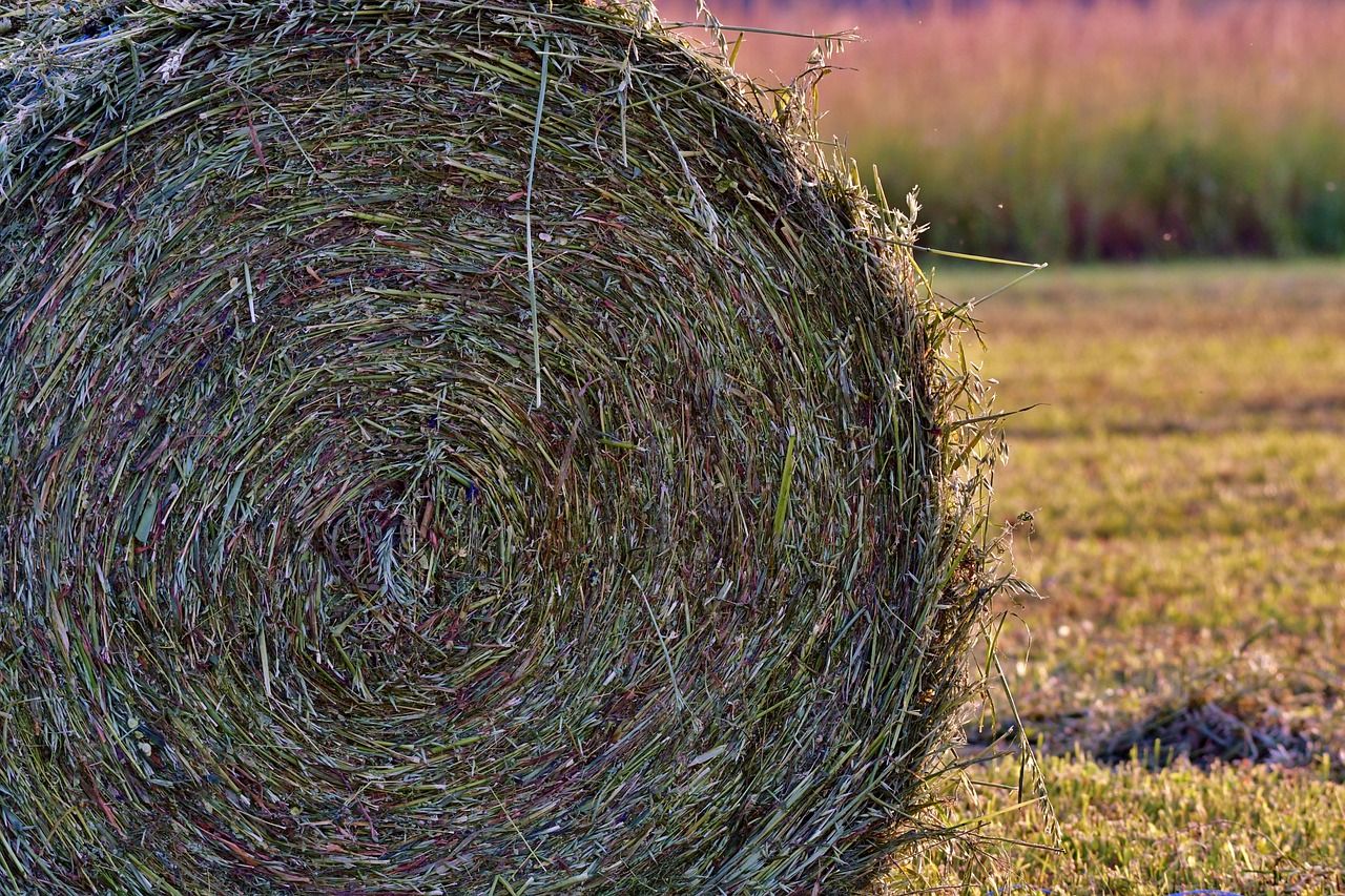 Should farmers 'bulk up' silage during the first cut?
