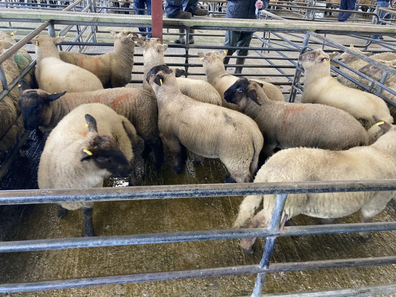 Pics and prices: Cull ewes and hoggets shine over spring lambs at Loughrea