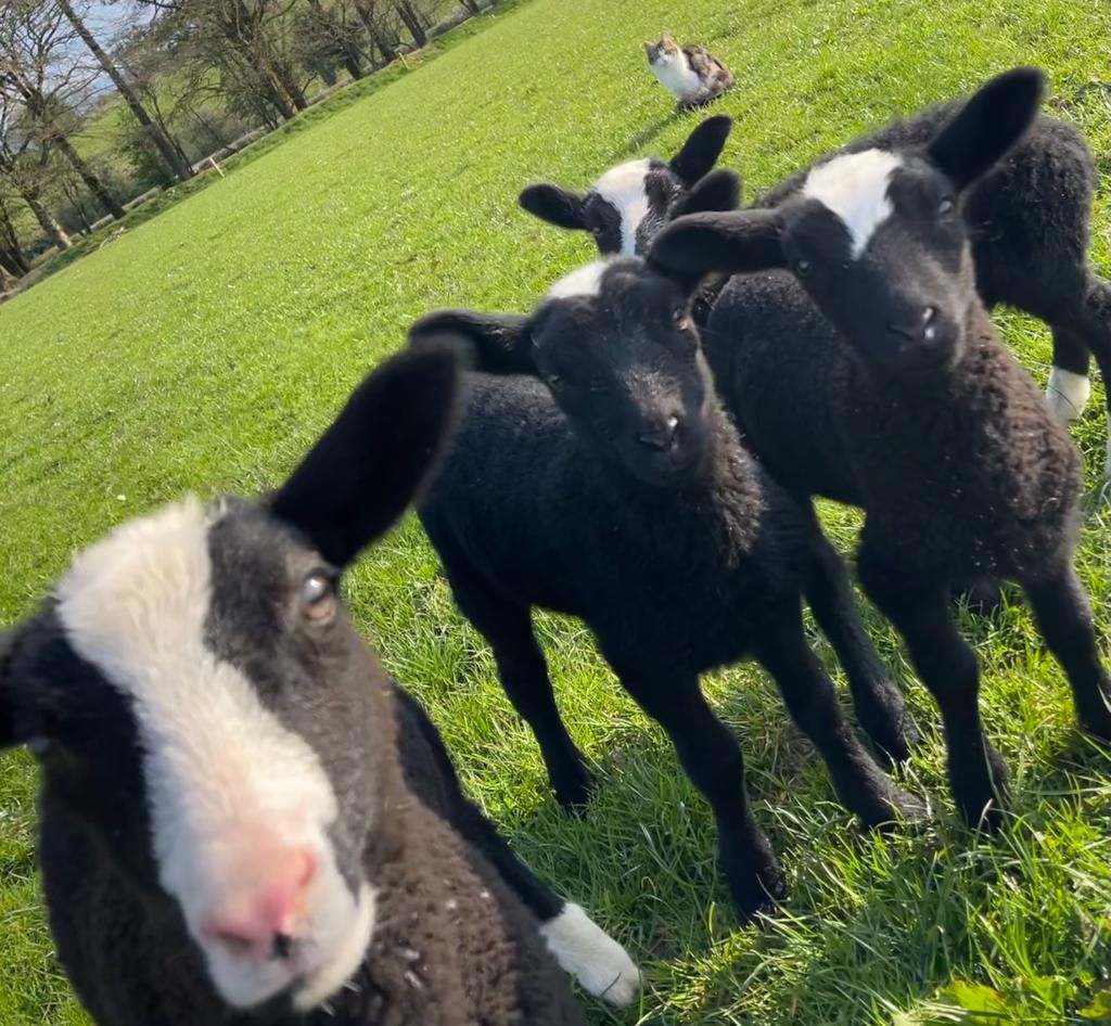Zwartbles flock a pandemic positive for Kanturk woman
