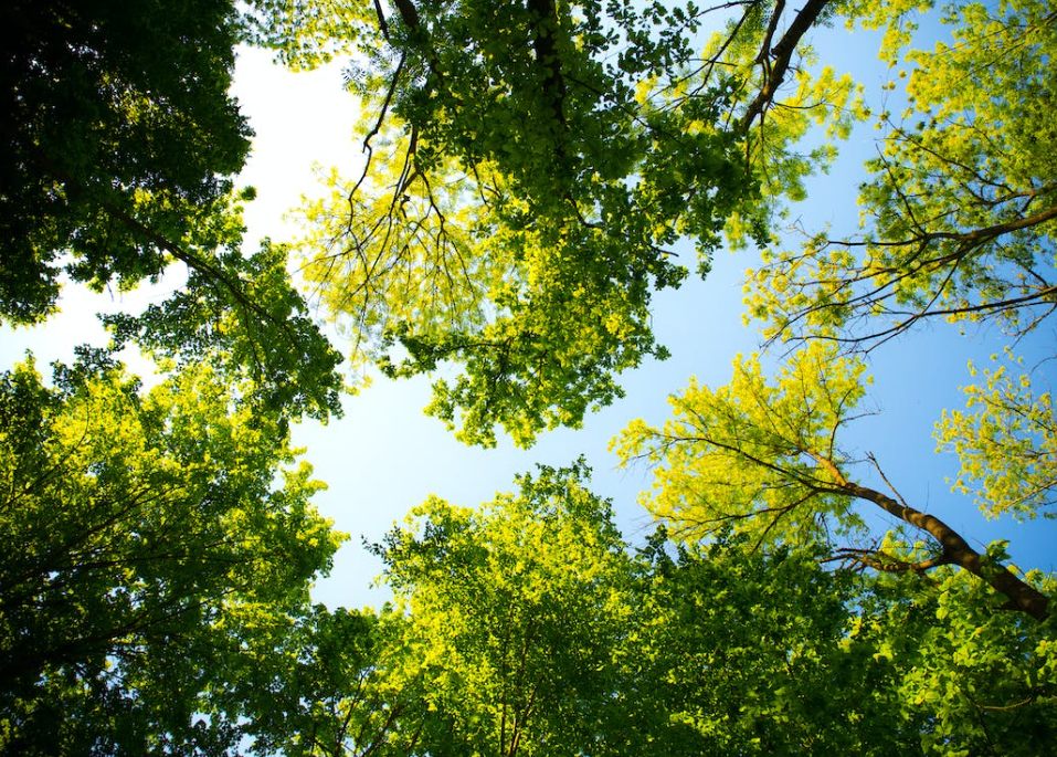 Afforestation: Just under 100ha planted so far this month