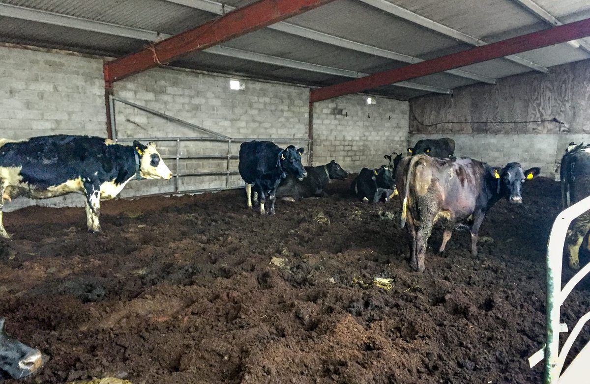 Dairy focus: Gearing up to calve a 300-cow herd in Co. Limerick