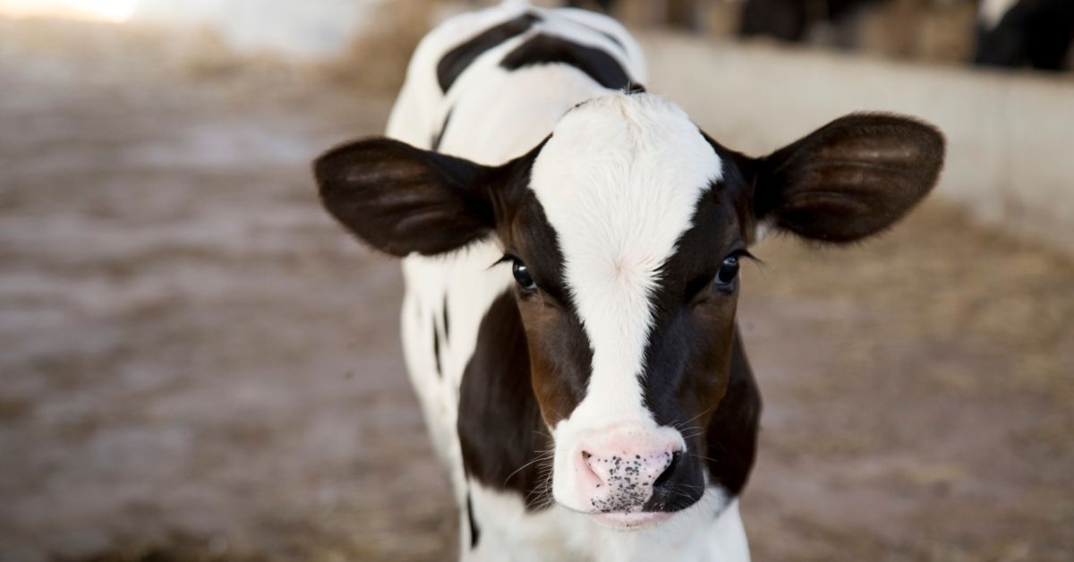 Rispoval calf village to debut at 2024 AXA National Dairy Show