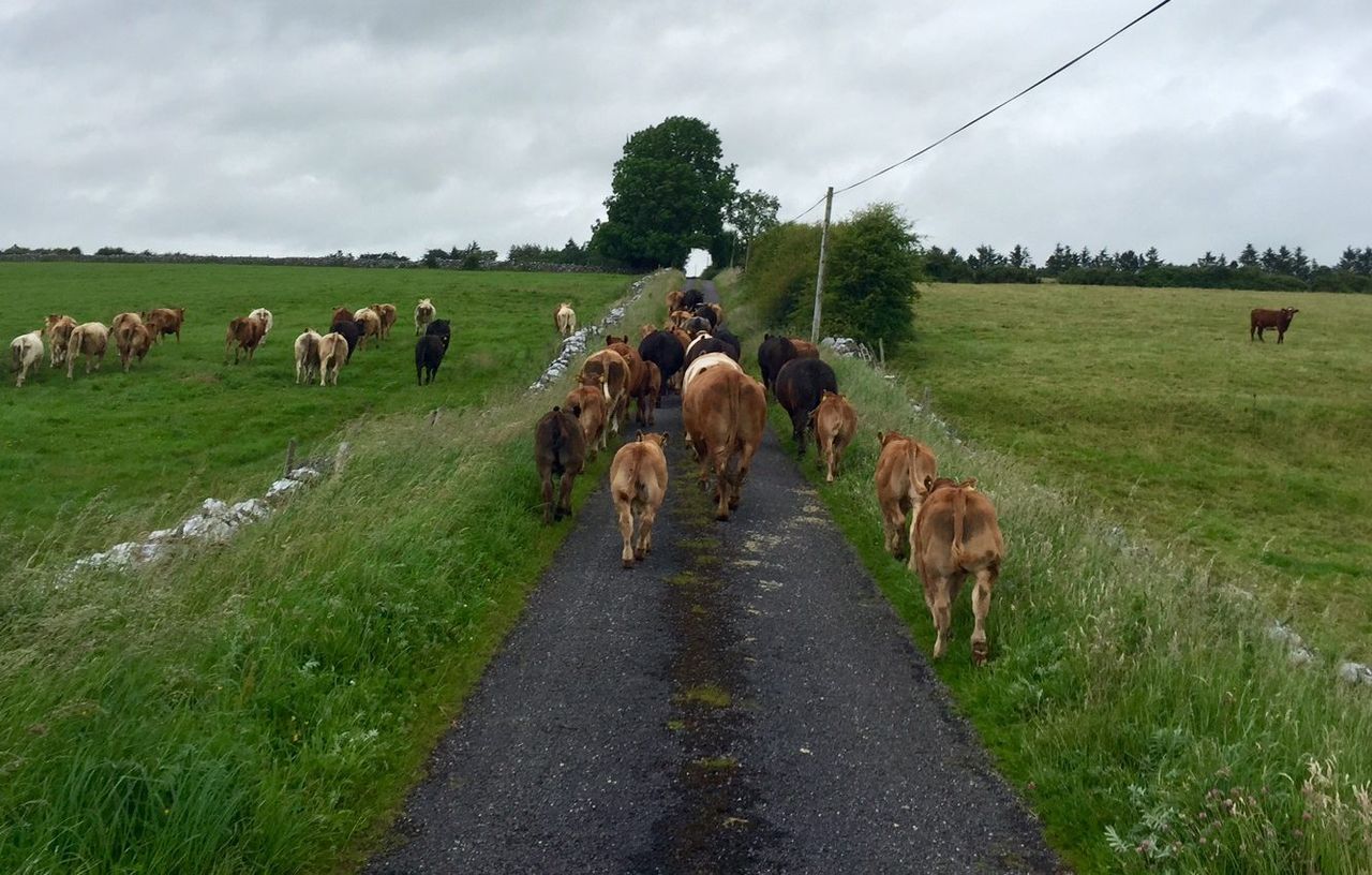 Beef farmers in Northern Ireland lose £2m due to over-age cattle - LMC