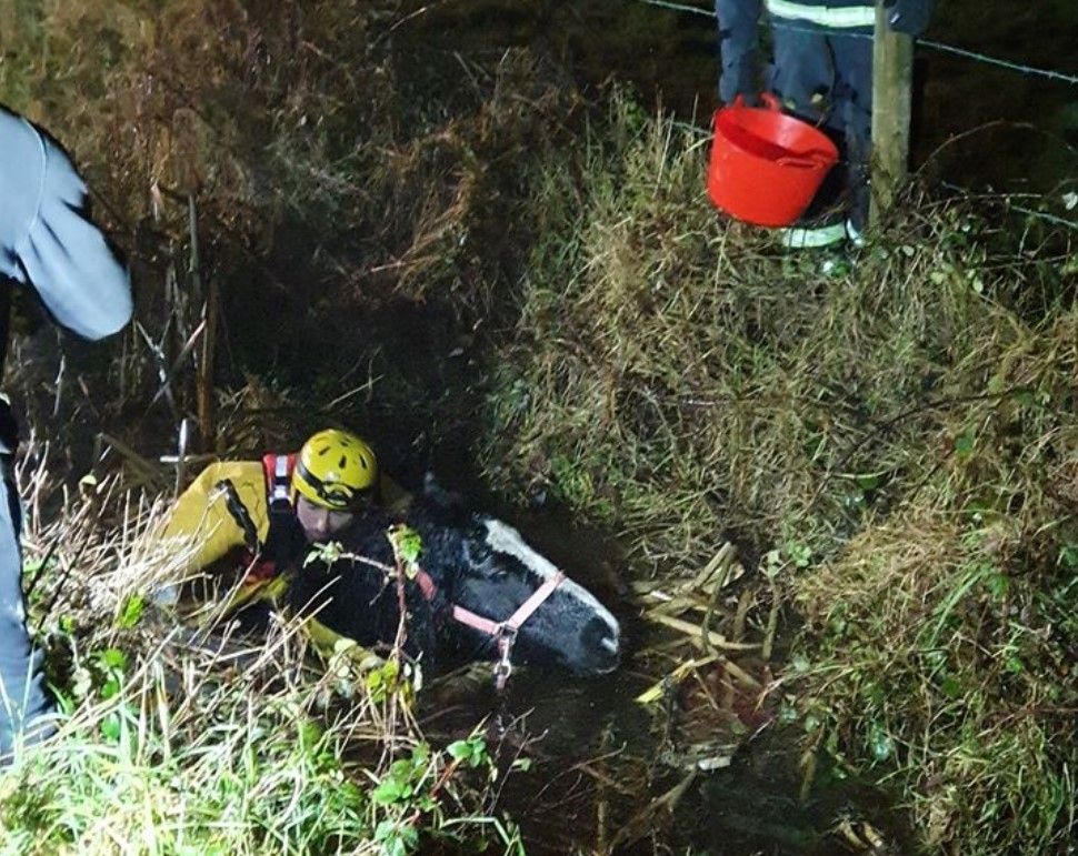 Horse saved from 10ft bog drain following 3-hour rescue