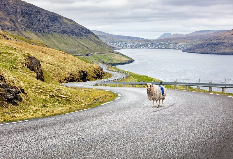Video: Google recruits sheep to map out the Faroe Islands in the North Atlantic