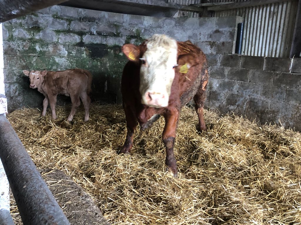 A fresh-calved cow and her calf