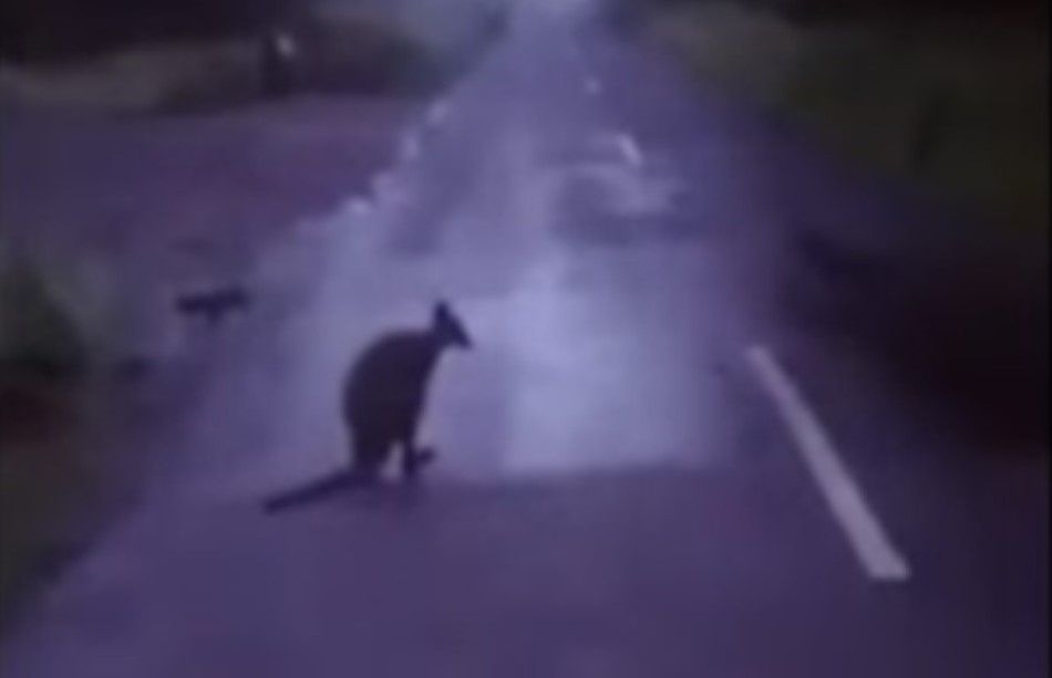 Video: Kangaroo spotted on rural Cork road