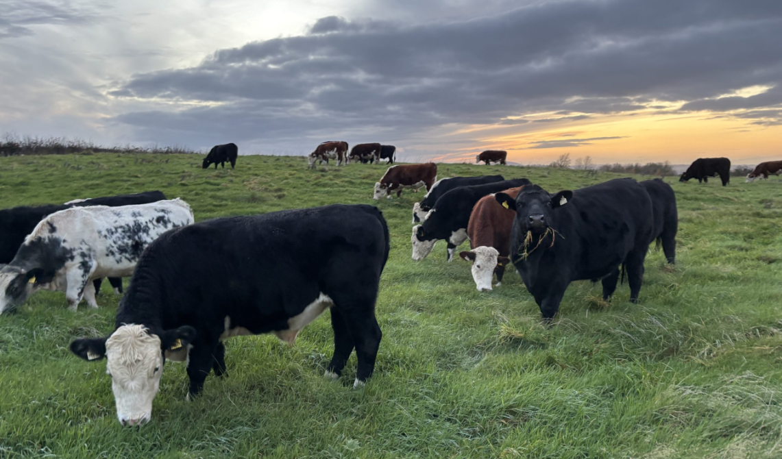 Factory quotes: Some positive indications for beef price this week