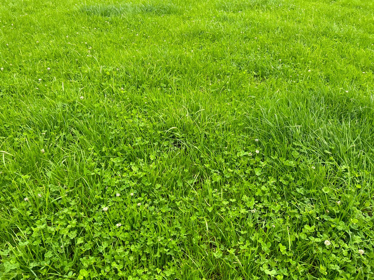 Grass growth remains strong while bloat risk increases