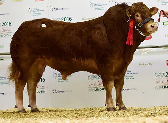 Wilodge Tonka son tops Limousin Society sale
