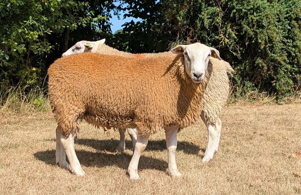 Setting the new breed record price of €4,000 was Lot 46 Cahergal Mishka, owned by Sonny Jennings from Tuam, Co. Galway