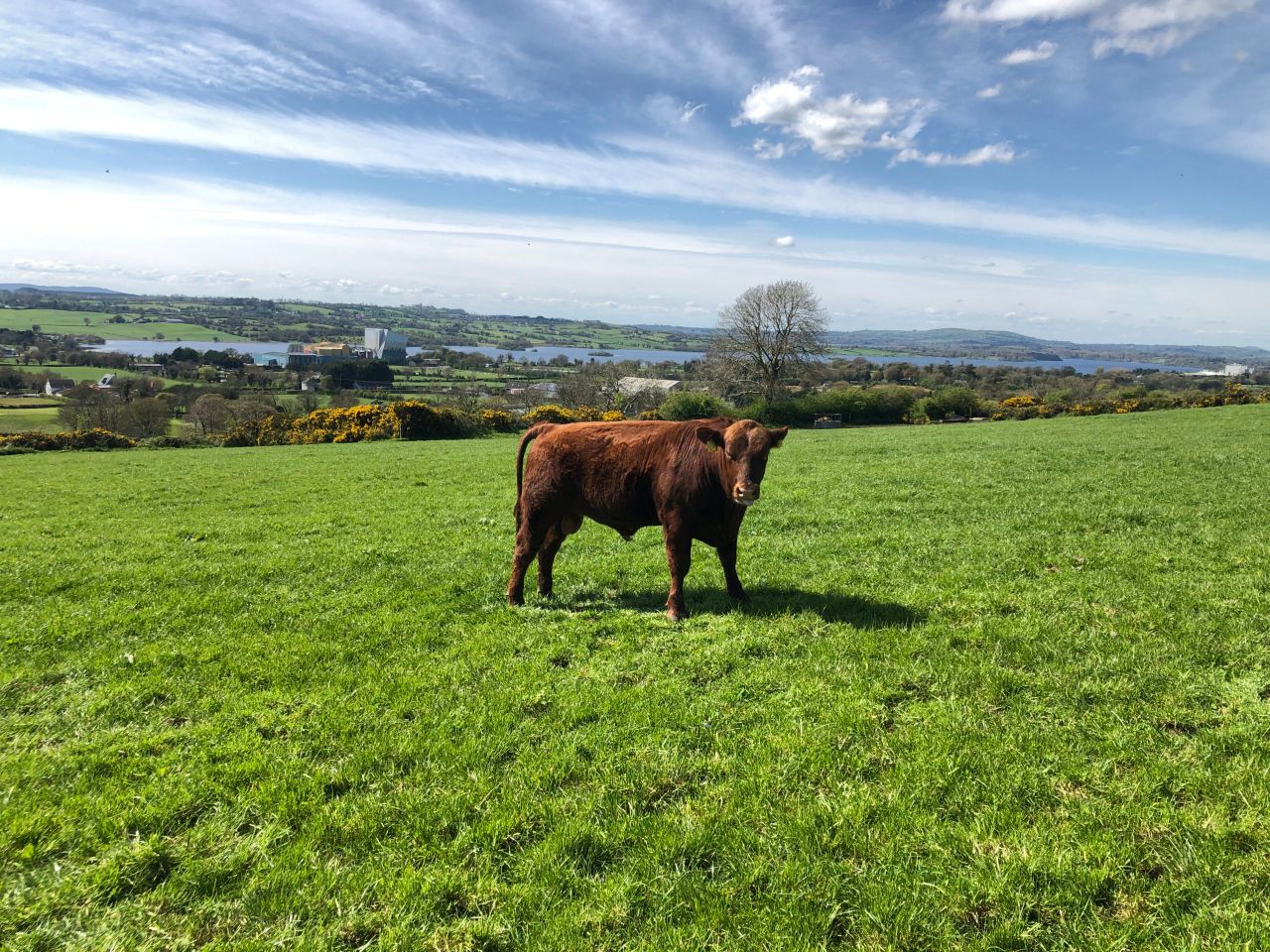 Beef Focus: Breeding the red Angus rarity on a 160-cow Cavan farm