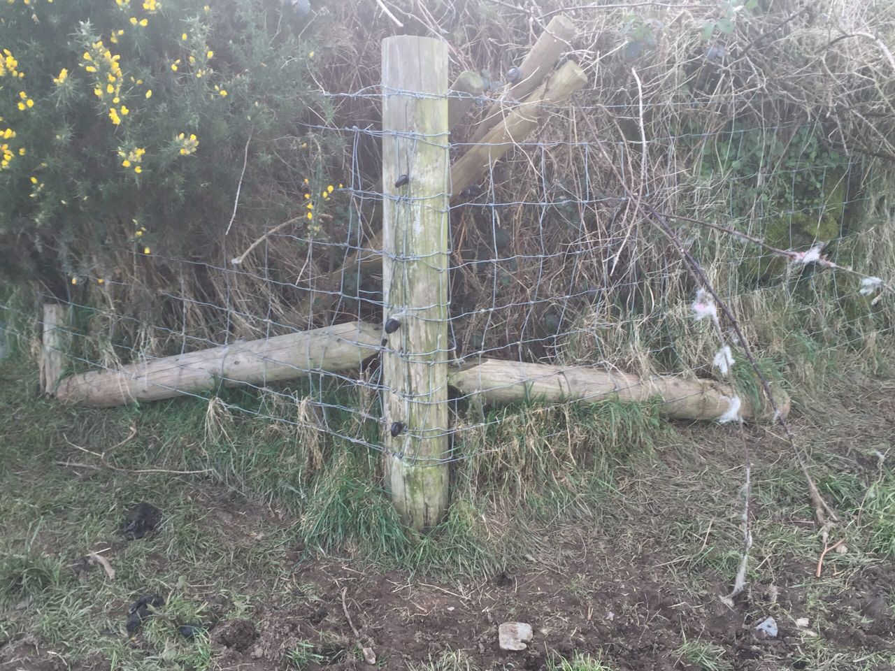 Applying for sheep fencing grant aid? - Here's the specs you need to keep in mind
