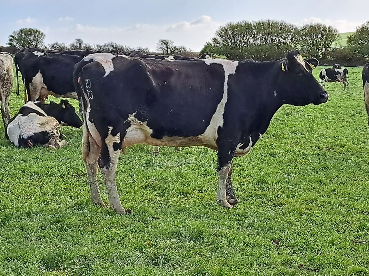 Clearance sale of IFA Munster chair Harold Kingston's dairy herd