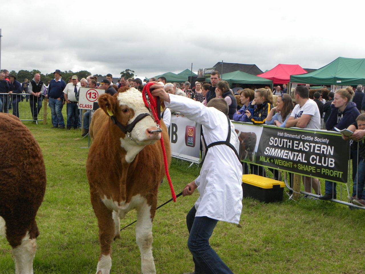 Tullamore Show Results 2016: Cattle