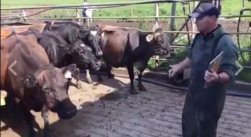 Video: One dairy farmer gives rousing milking speech to his herd