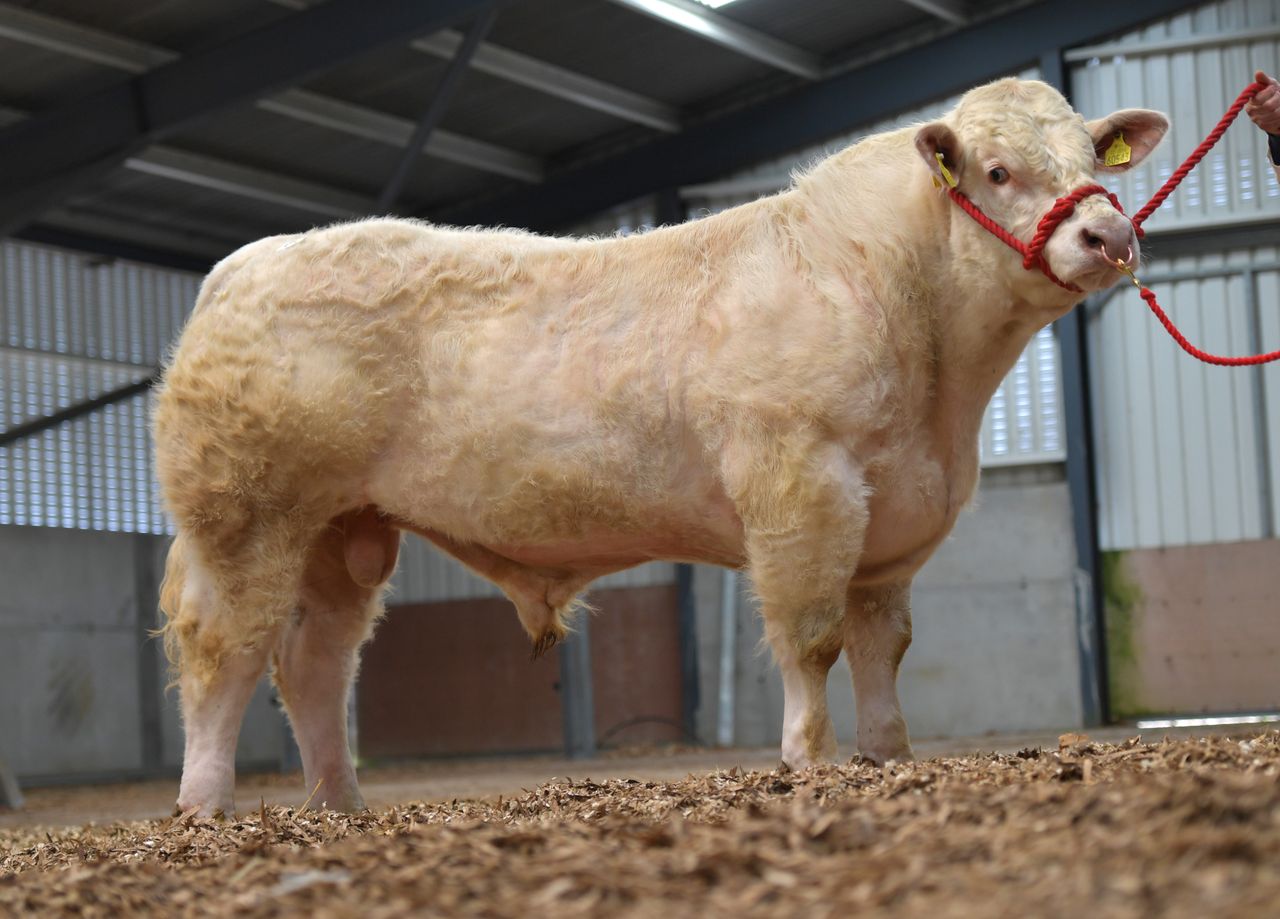 Bulls average close to €4,500 at Charolais premier sale